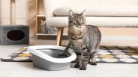 Cara Efektif Menggunakan Litter Box Kucing Jenis Terbuka di Dalam Rumah