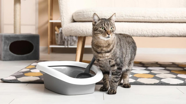 Cara Efektif Menggunakan Litter Box Kucing Jenis Terbuka di Dalam Rumah