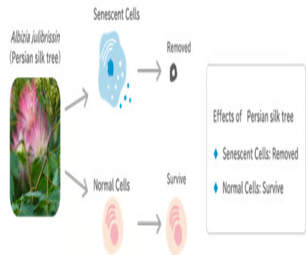 At Expo 2025, Glico Highlights Innovation Through “Cellular-Care” Research and “Rice Soft Candy”