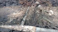 Diduga Cemari Sungai Jentu, PT SMS Didesak Bertanggung Jawab: Aktivis Minta Penegakan Hukum Lingkungan di Kapuas Hulu