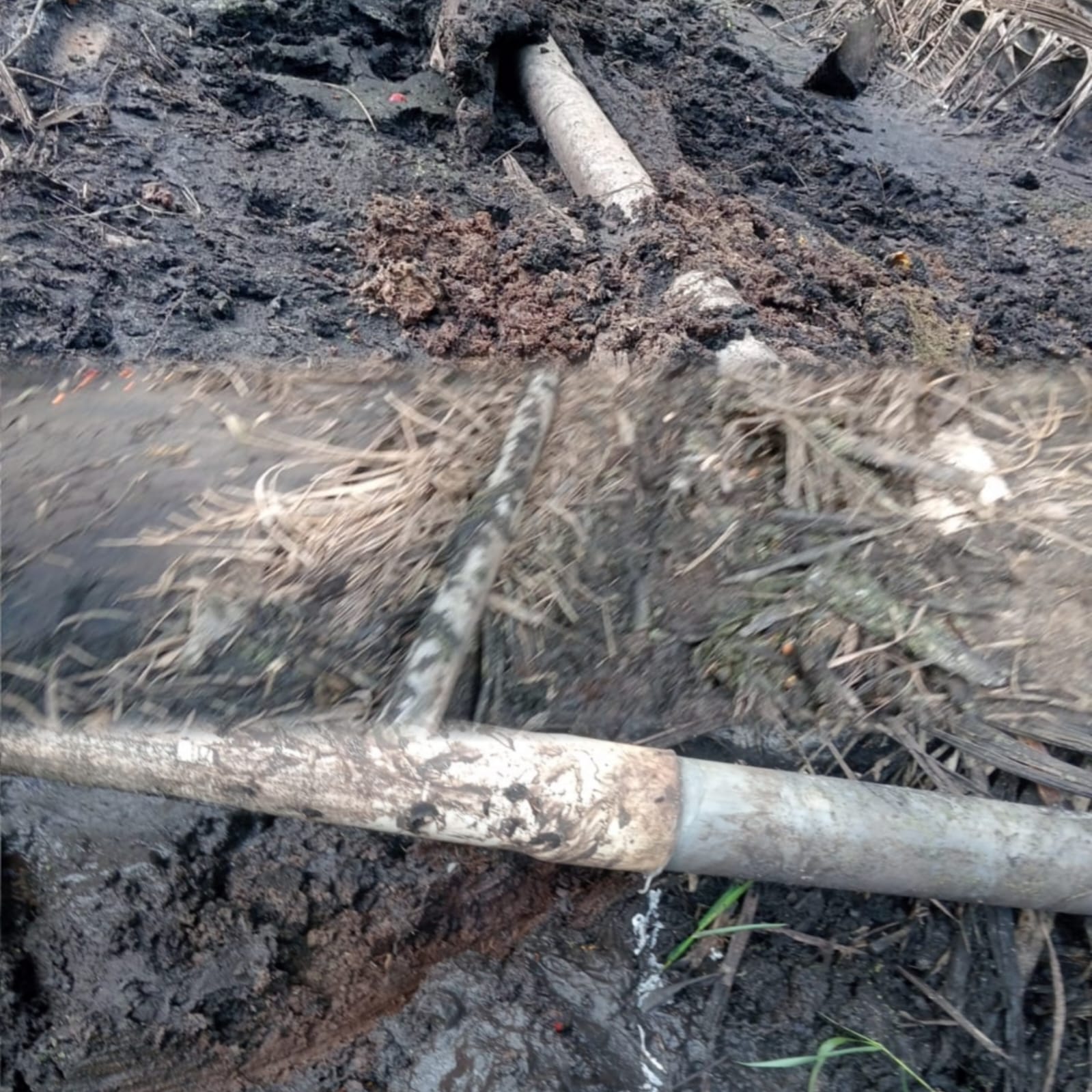 Diduga Cemari Sungai Jentu, PT SMS Didesak Bertanggung Jawab: Aktivis Minta Penegakan Hukum Lingkungan di Kapuas Hulu