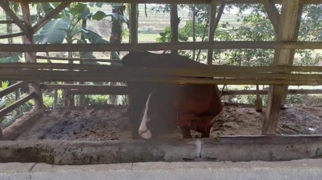 Ketahanan Pangan 2023: Diduga Kades Lakukan Penggelapan Sapi