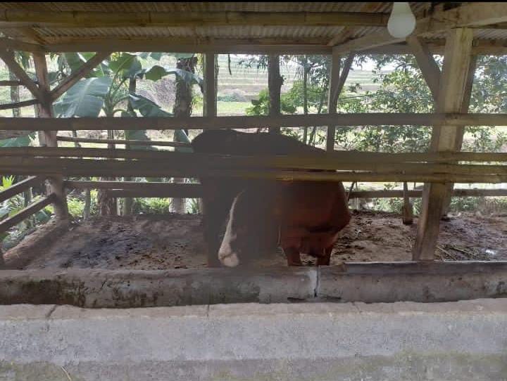 Ketahanan Pangan 2023: Diduga Kades Lakukan Penggelapan Sapi