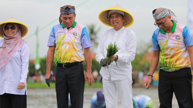 KDM Dukung Swasembada Pangan Lewat Penanaman Padi di Lahan Aset Negara