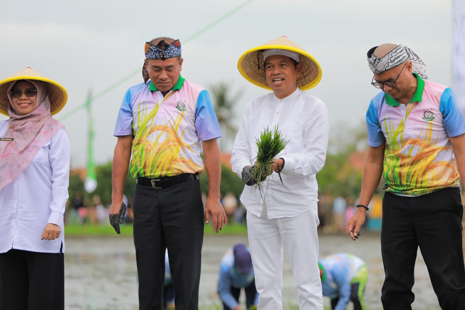 KDM Dukung Swasembada Pangan Lewat Penanaman Padi di Lahan Aset Negara
