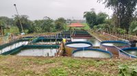 Desa Linggarsari Kembangkan Budidaya Ikan Patin