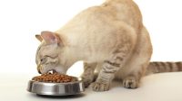 Tips Memilih Tempat Makan Kucing yang Aman & Nyaman