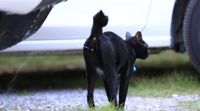 Kucing Pipis Sembarangan di Rumah Jadi Tanda Kucing Birahi