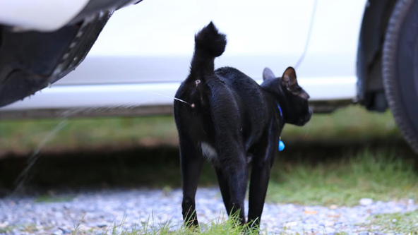 Kucing Pipis Sembarangan di Rumah Jadi Tanda Kucing Birahi