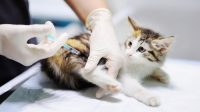 Panduan Makanan Kucing Setelah Vaksinasi
