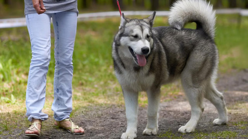 Rekomendasi Taman Kota Pet Friendly di Jakarta Cocok untuk Akhir Pekan
