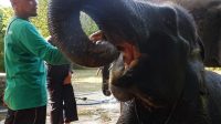 Menjaga Habitat Gajah Sumatera, LindungiHutan Hijaukan Taman Nasional Way Kambas Menjaga Habitat Gajah Sumatera, LindungiHutan Hijaukan Taman Nasional Way Kambas