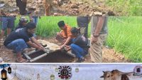 Allahuakbar,.Allahuakbar,,Allahuakbar Aliansi Ormas Bekasi Berqurban 3 Ekor Sapi dan 6 Kambing