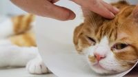 Tips Menghindari Kucing Sakit agar Tetap Aktif dan Bahagia