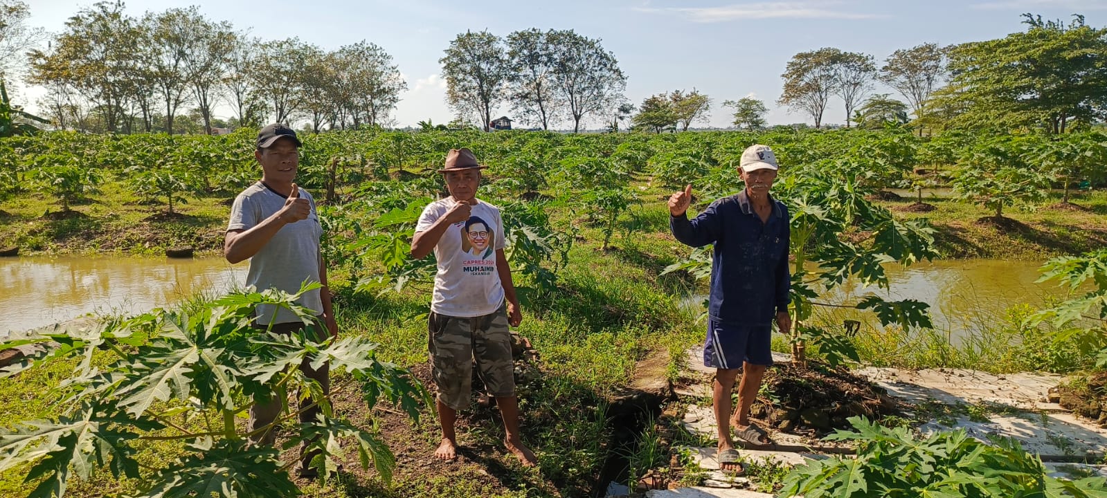 Keterangan foto: Mengembangkan Daya Tarik Wisata Pertanian. Pokdarwis Karangsetia Kabupaten Bekasi Kembangkan Budidaya Perkebunan Pepaya Calfornia, Senin, 01/07/2025.