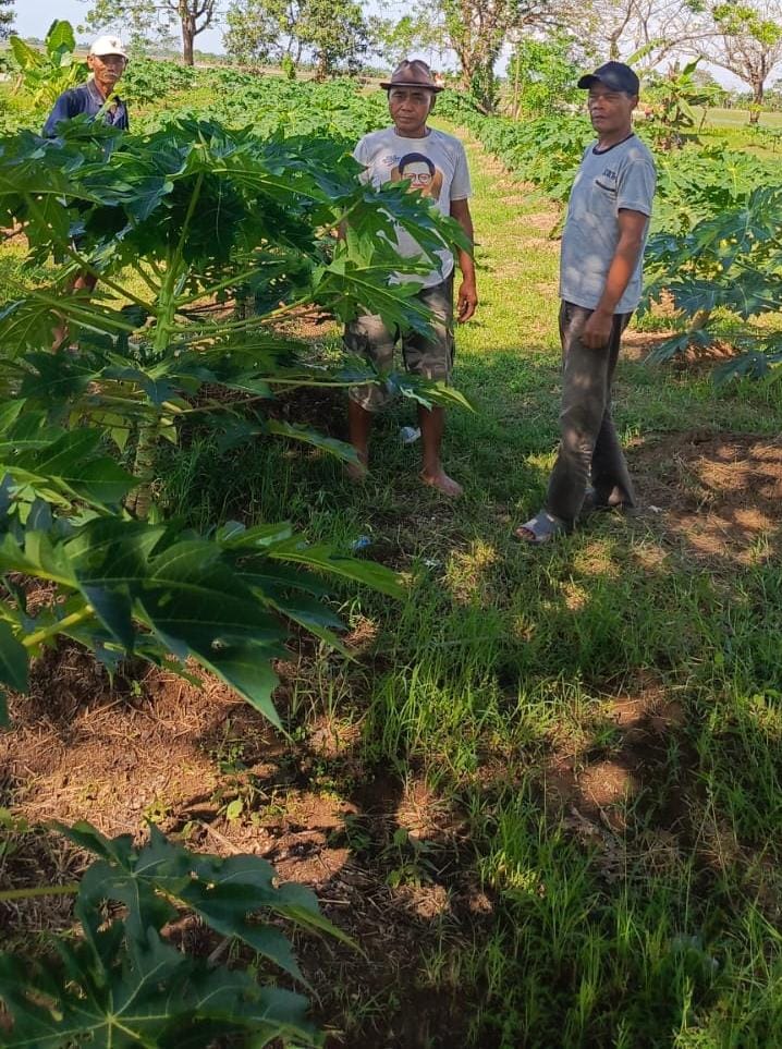 Meningkatkan Daya Tarik Wisata Pertanian, Pokdarwis Karangsetia Kabupaten Bekasi Kembangkan Budidaya Perkebunan Pepaya Calfornia