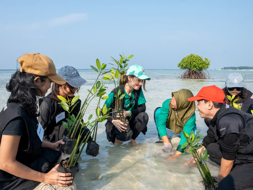 Cinta Laura dan LindungiHutan Kolaborasi Selamatkan Pulau Pari Lewat Penanaman 739 Pohon Mangrove