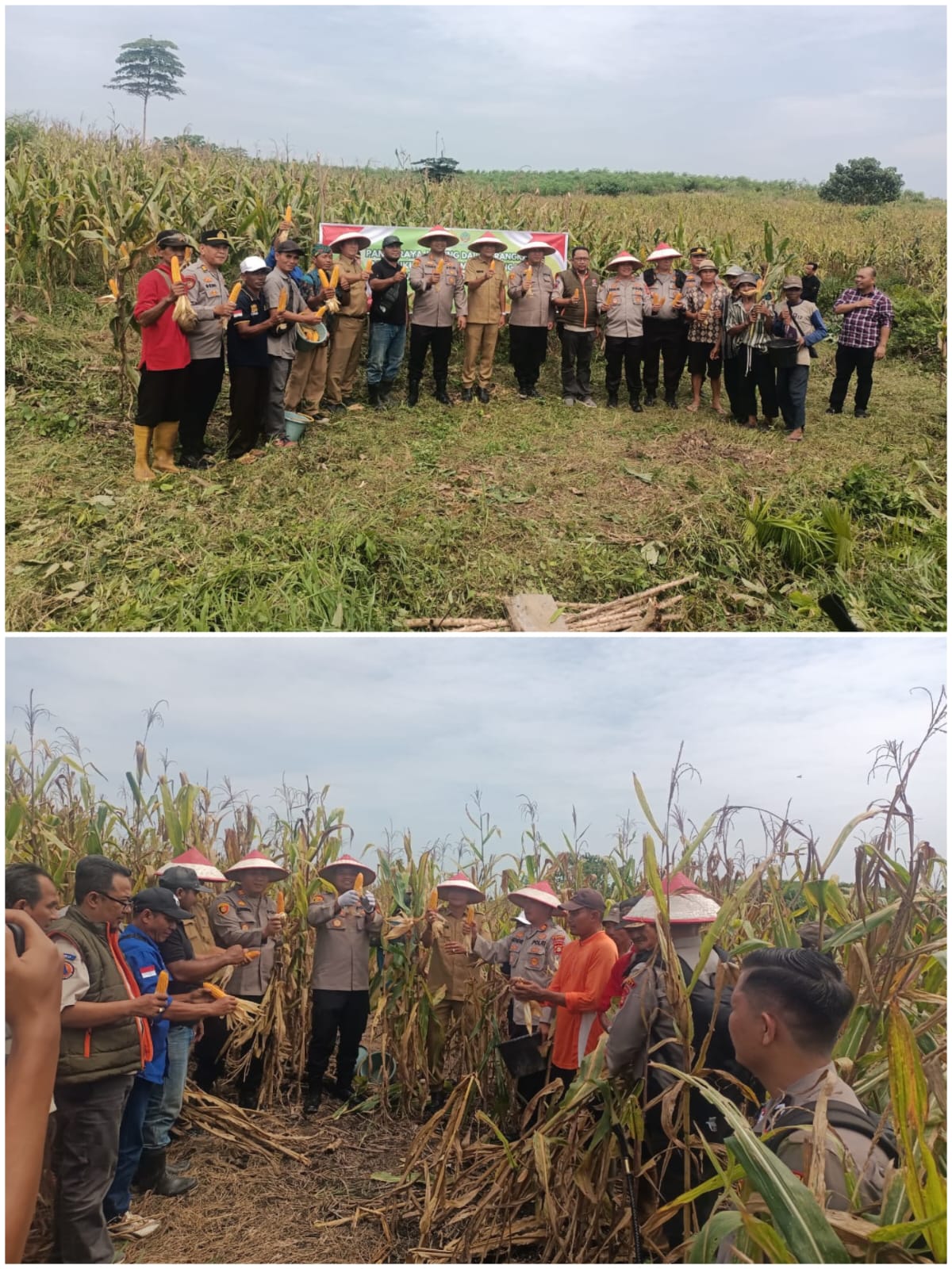 Panen Raya Jagung di Sungai Baung: Wujud Sinergi Polri dan Masyarakat Dukung Ketahanan Pangan Nasional
