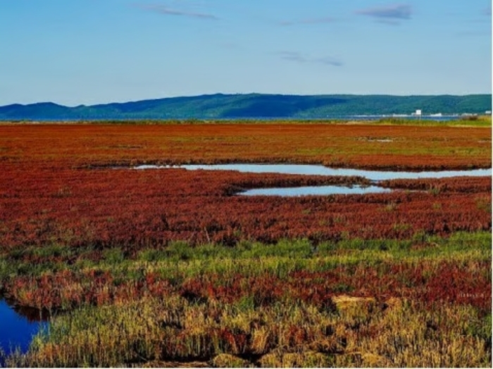 Pesona Musim Gugur Hokkaido yang Menakjubkan