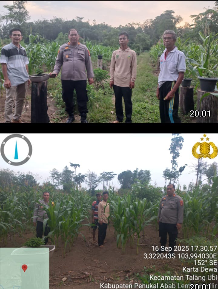 Dukung Ketahanan Pangan Nasional Polsek Talang Ubi Monitoring Lahan Jagung di Desa Karta Dewa
