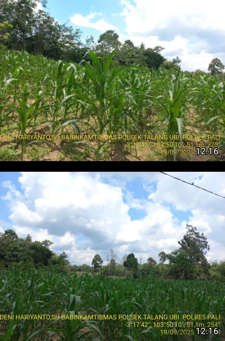 Bhabinkamtibmas Polsek Talang Ubi Monitoring Lahan Jagung Wilayah Talang Ubi Selatan 