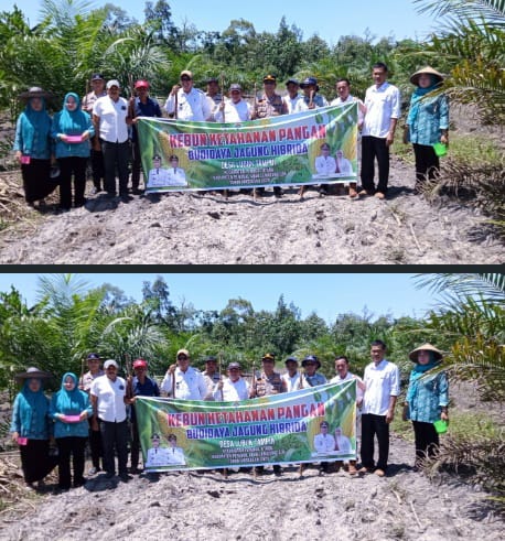 Dukung Ketahanan Pangan Nasional Polsek Penukal Utara Hadiri Penanaman Jagung di Desa Lubuk Tampui