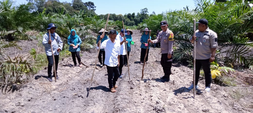 Pemerintah Desa Lubuk Tampui Gelar Tanam Jagung Hibrida di Lahan 1 Hektar