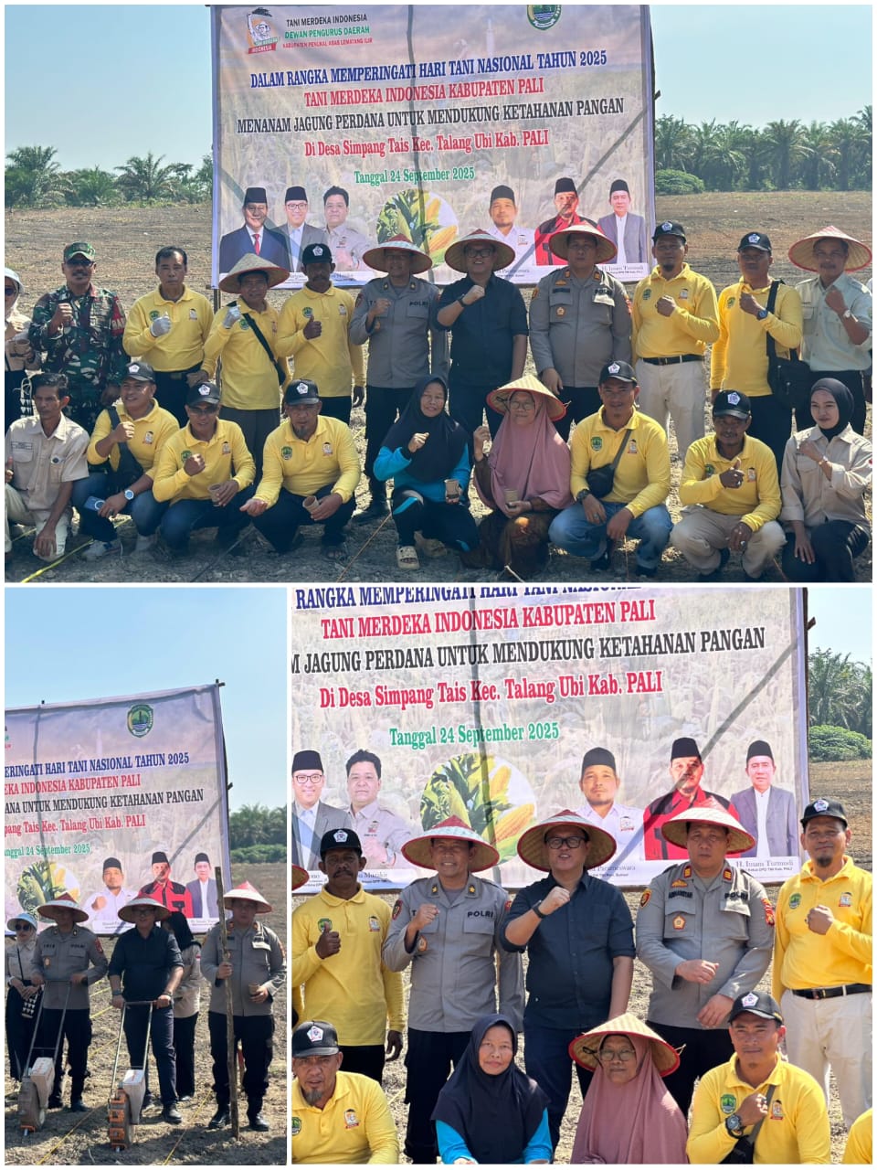 Kelompok Tani Merdeka Gelar Penanaman Jagung di Desa Simpang Tais