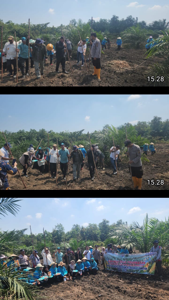 Lima Desa di Kecamatan Penukal Abab Mulai Tanam Jagung, Program Didanai Dana Desa