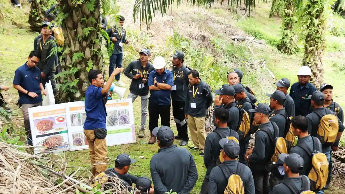 Tingkatkan Produktivitas, Ratusan Petani Sawit Aceh Ikuti Pelatihan Intensif