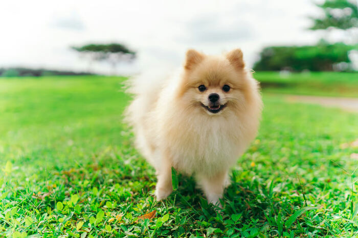 Ketahui Sifat Ras Anjing Pom Mini Sebelum Adopsi