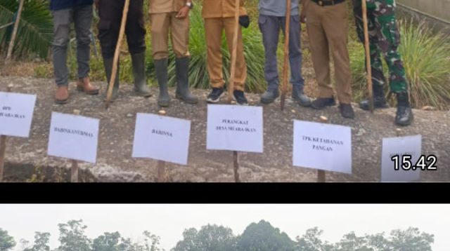 Polsek Penukal Utara Dukung Program Ketahanan Pangan, Tanam Jagung di Desa Muara Ikan