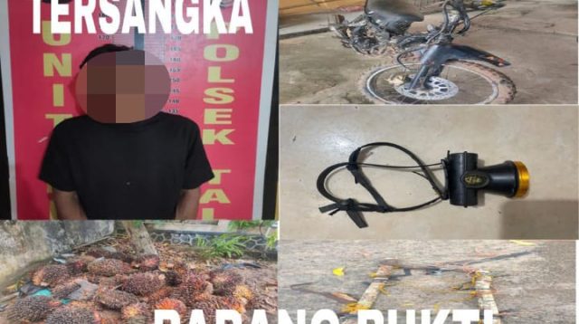 Polsek Talang Ubi Tangkap Pelaku Pencurian Tandan Buah Sawit di Perkebunan PT. Suryabumi Agrolanggeng
