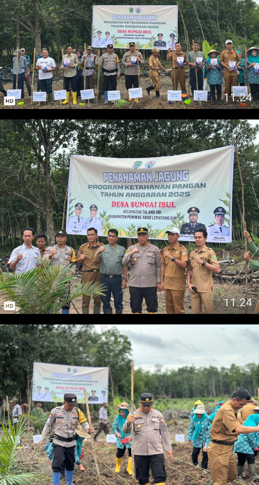 Polsek Talang Ubi Dukung Ketahanan Pangan Nasional Lewat Penanaman Jagung di Desa Sungai Ibul