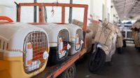 KAI Logistik Catat Pengiriman Lebih Dari 116 Ribu Hewan Peliharaan Hingga Triwulan III Tahun 2025