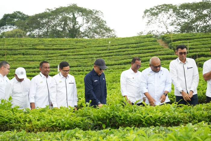 Produksi Teh Tembus 10.325 Ton, PalmCo Perkuat Daya Saing Indonesia di Pasar Global
