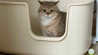 Spot Terbaik untuk Menyimpan Litter Box Kucing di Rumah