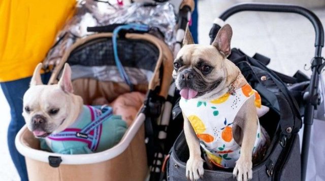 5 Mall Pet Friendly di Jakarta untuk Mengisi Akhir Pekan