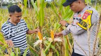 Pengecekan Lahan Jagung Bumdes Bumi Ayu, Polsek Tanah Abang Pastikan Program Ketahanan Pangan Berjalan Optimal