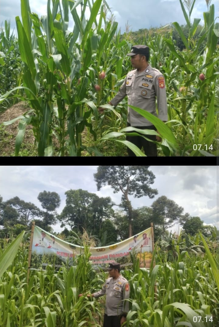 Pengecekan Lahan Jagung Ketahanan Pangan di Desa Raja Oleh Polsek Tanah Abang