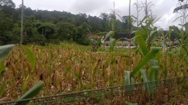 DANA BUMDes SEBLET: 2,5 Hektare Jagung Habiskan Rp 60 Juta Lebih, Publik Mulai Meragukan Pengelolaan
