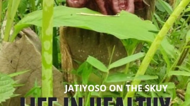 Jatiyoso – Karanganyar, Suweg Gak Buat Sumpek‼️ #Melepas Dunia Pintu Kesehatan RI