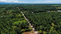 40% Petani Sawit Indonesia Hadapi Tantangan Sertifikasi dan Ketertelusuran di EUDR