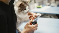 Tips Memotong Kuku Kucing Tanpa Drama