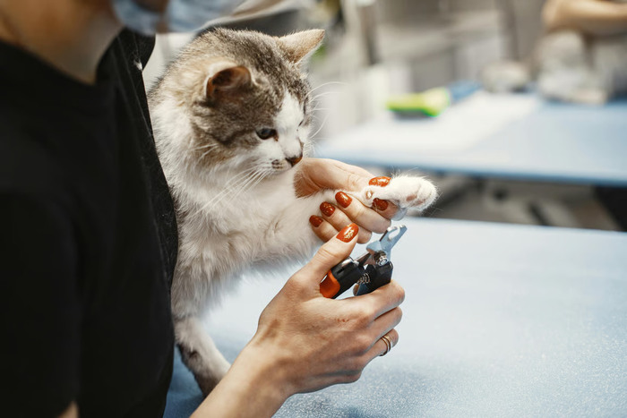 Tips Memotong Kuku Kucing Tanpa Drama