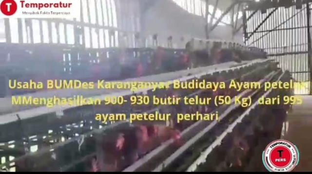 BUMDes Karanganyar Capai Sukses, Usaha Ayam Petelur Hasilkan Puluhan Kilogram Telur Setiap Hari