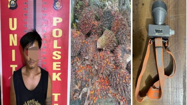 Polsek Talang Ubi Ungkap Kasus Pencurian Sawit, Satu Pelaku Diamankan