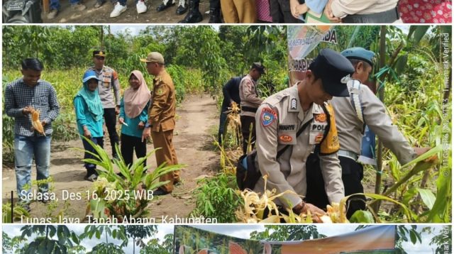 Panen Jagung Hibrida di Desa Harapan Jaya, Polsek Tanah Abang Dukung Ketahanan Pangan Nasional