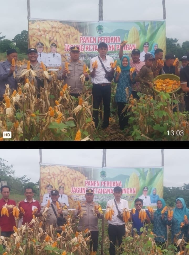 Panen Perdana Jagung di Desa Sungai Baung, Polri Tegaskan Komitmen Dukung Ketahanan Pangan Nasional