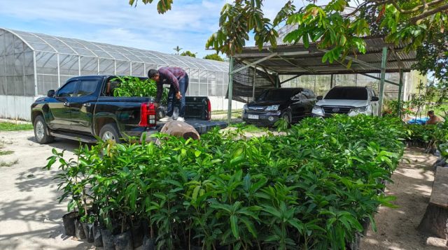 PalmCo Tanam Puluhan Ribu Pohon di 12 Provinsi, Pertegas Misi Keberlanjutan Holding Perkebunan Nusantara